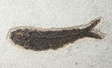 Knightia Fossil Fish and Plant Material - Wyoming #15137-1